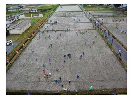 Le Japon - Les Rizières - 