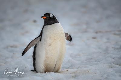 L'aventure merveilleuse en Antarctique: Partie 5: Débarquement sur le continent Antarctique!