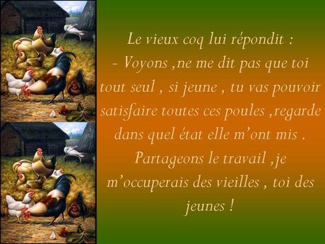 Divers - Le Vieux Coq