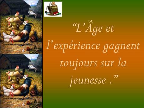 Divers - Le Vieux Coq