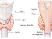 Thyroïde désordres thyroïdiens