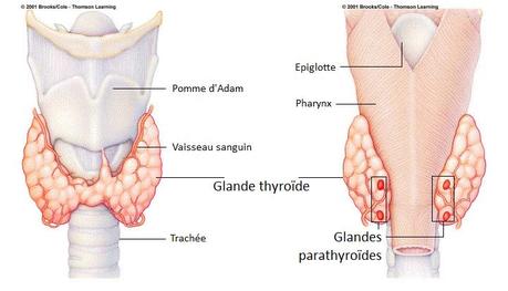 Thyroïde et désordres thyroïdiens
