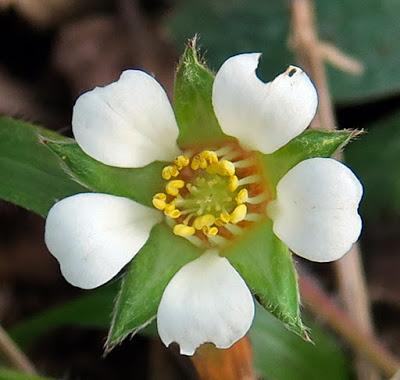 Potentille stérile (Potentilla sterilis)