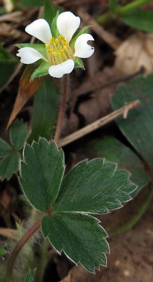Potentille stérile (Potentilla sterilis)