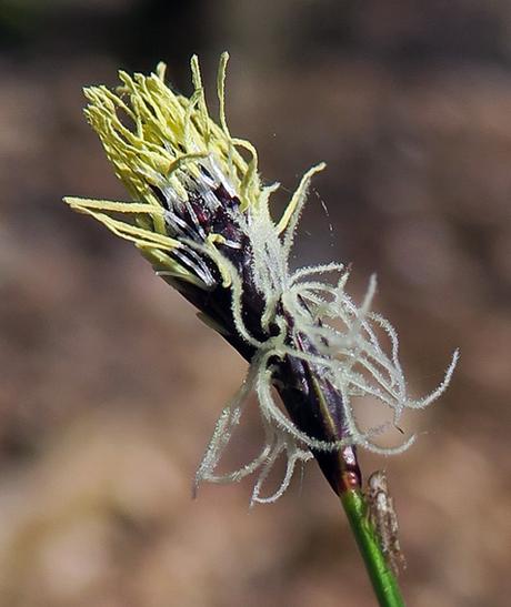 Laîche des montagnes (Carex montana)