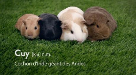 Cancer des testicules : surveillez vos Cuys ! Cancer des testicules : surveillez vos Cuys !