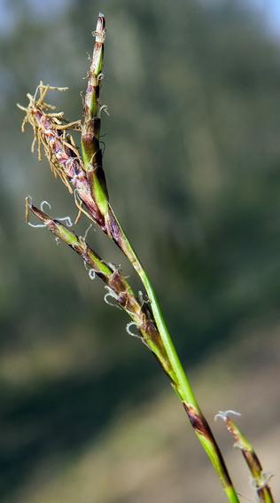 Laîche digitée (Carex digitata)