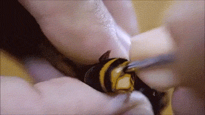 Chez les insectes strepsiptères on aime bien loger dans les segments des frelons! Voyez comme c'est difficile de nous déloger de notre hôte dans cette vidéo Chez les insectes strepsiptères on aime bien loger dans les segments des frelons! Voyez comme c'est difficile de nous déloger de notre hôte dans cette vidéo