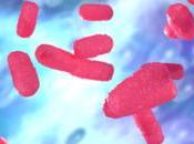 Transplantation MICROBIOTE FÉCAL Nouveau succès contre difficile