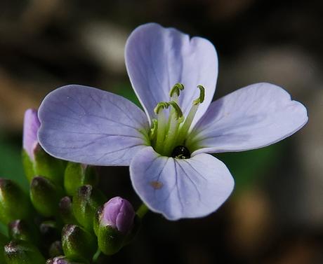 Cardamine des prés (Cardamine pratensis)