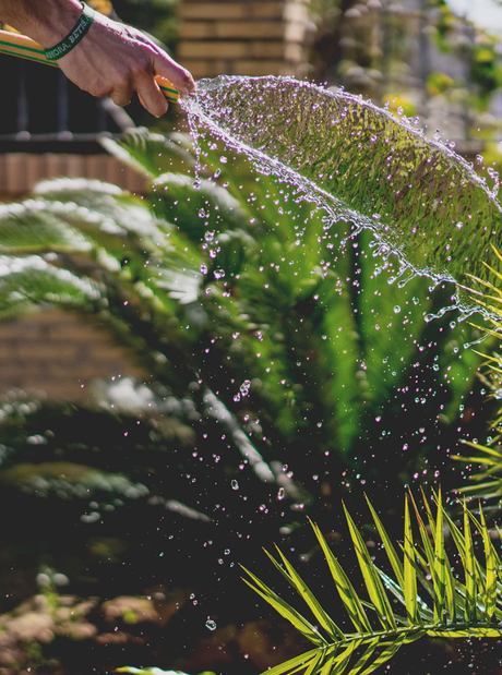 économiser l eau du jardin grâce au paillage et a l espace des tontes - blog déco - clematc