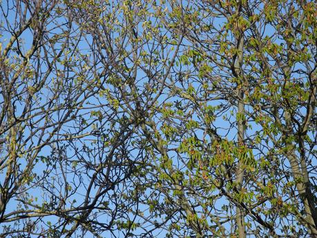 Une hirondelle ne fait pas le printemps DSCN8568