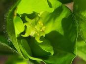 Euphorbe bois (Euphorbia amygdaloides)