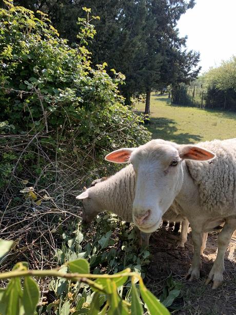 Copines de télétravail dans le Gard