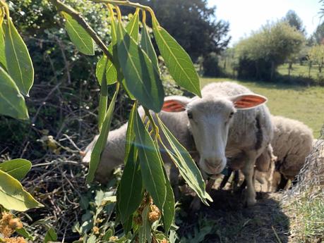 Copines de télétravail dans le Gard