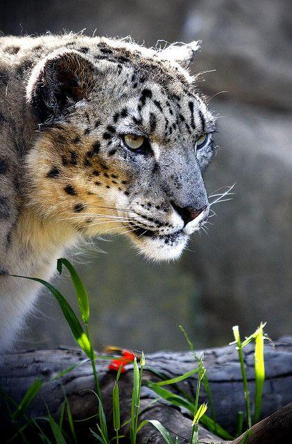 Snow Leopard (Gaze) | Flickr - Photo Sharing!