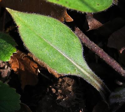 Pulmonaire des montagnes (Pulmonaria montana)