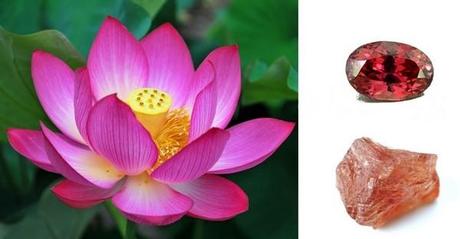 le saphir padparadscha comparé avec la fleur de lotus du Sri Lanka