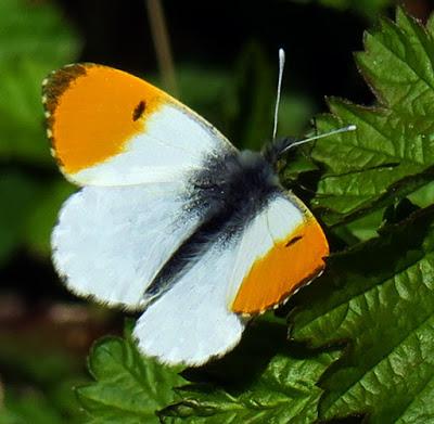 Aurore (Anthocharis cardamines)