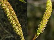 Bouleau verruqueux (Betula pendula)
