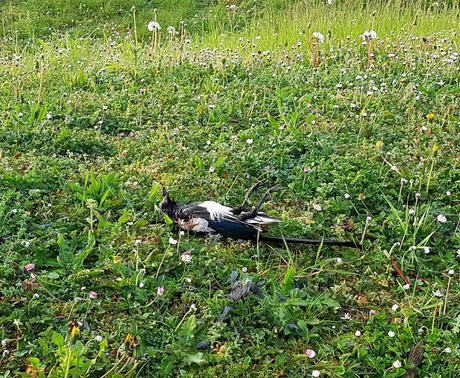 La pie sans vie dans les pissenlits - Journal de Confinement (Covid19) La pie sans vie dans les pissenlits - Journal de Confinement (Covid19)