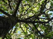 dirait qu’on ferait balade forêt