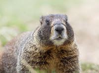 Une marmotte fait-elle le printemps ?