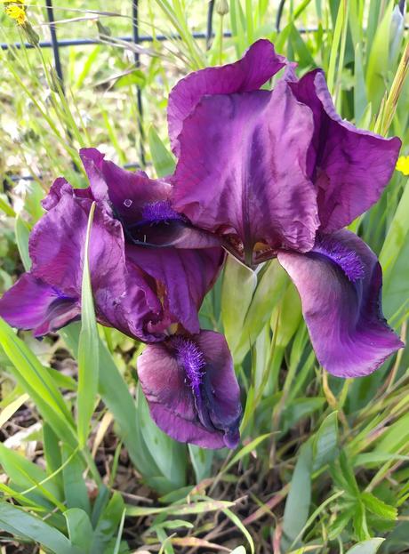 Ma semaine à la maison (04)