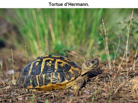 La France - Le Massif des Maures