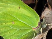 Citron (Gonepteryx rhamni)