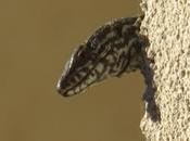 Jurassic Park garage