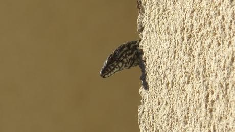 « Jurassic Park » sur le mur du garage