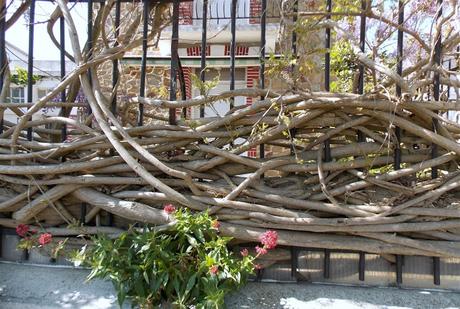 d'où jase l'oie? d'où jase l'oie?