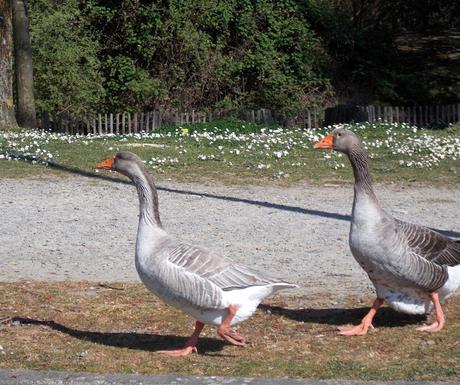 d'où jase l'oie? d'où jase l'oie?