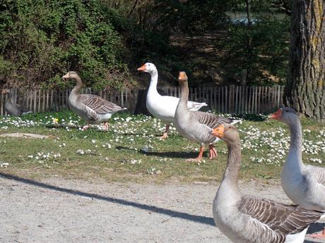 d'où jase l'oie? d'où jase l'oie?