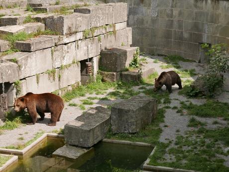 Parc aux ours - Tierpark à Berne