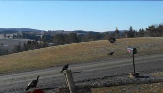 Journal de confinement dans les Appalaches - jour 26 Journal de confinement dans les Appalaches - jour 26