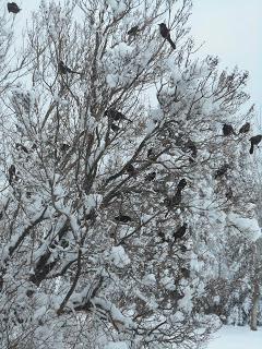 Journal de confinement dans les Appalaches - jour 26 Journal de confinement dans les Appalaches - jour 26