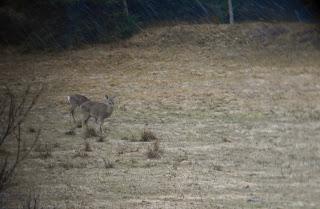 Journal de confinement dans les Appalaches - jour 26 Journal de confinement dans les Appalaches - jour 26