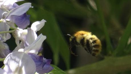 Translation des butineurs