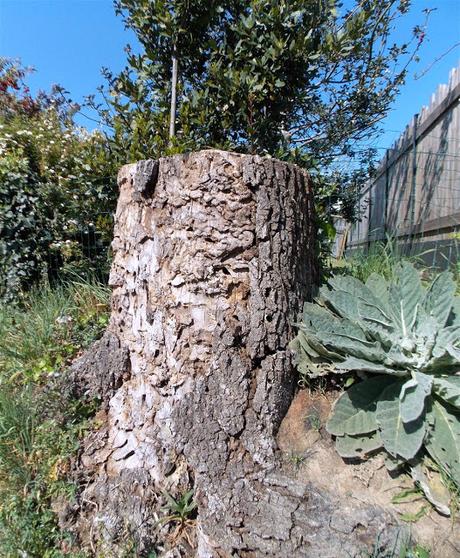 le masque et la plume