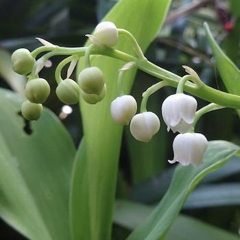 Pas de muguet le 1er mai