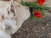 Pour meilleur sou(pire)