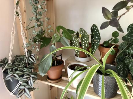 Plant tour : mes plantes en Avril 2020 !