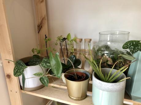 Plant tour : mes plantes en Avril 2020 !