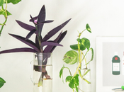 Plant tour plantes Avril 2020