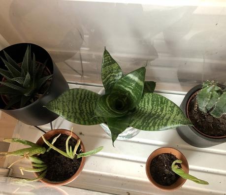 Plant tour : mes plantes en Avril 2020 !