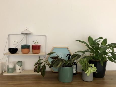 Plant tour : mes plantes en Avril 2020 !
