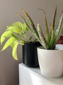 Plant tour : mes plantes en Avril 2020 !