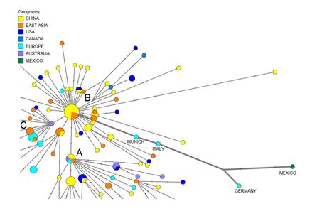 Les techniques de réseau génétique permettent ici de tracer avec précision les voies d'infection du coronavirus